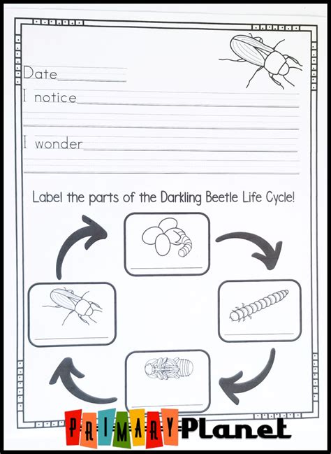 mealworm life cycle worksheet - Hunter Goldsmith