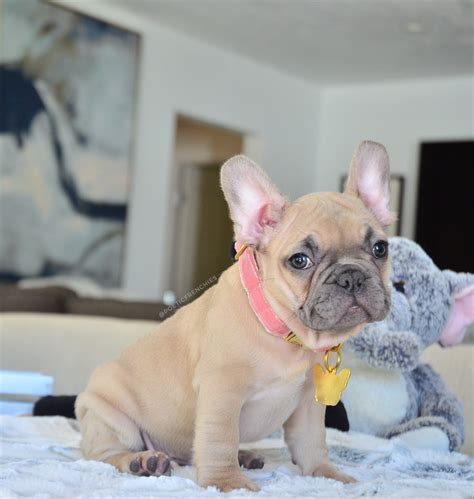 “Nikki 🐶 Blue Fawn Female🌸” 📲www.PoeticFrenchBulldogs.com 👉🏼French ...