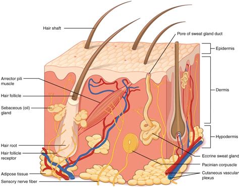 Layers of the Skin | Anatomy and Physiology I