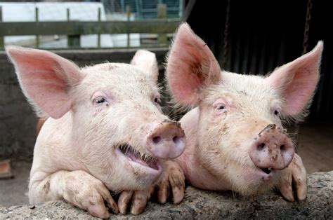 'Producers could lose €10/pig unless worms are controlled' - Agriland.ie