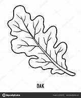 Oak Leaf Coloring Page sketch template
