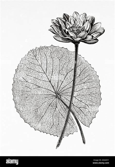 Nelumbo Nucifera Drawing