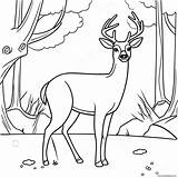 Mule Deer Coloring Page 61363 48556 sketch template