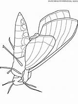 Moth Coloring Pages For Kids sketch template