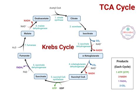 Krebs Cycle: Location, Enzymes, Steps, Products, Diagram
