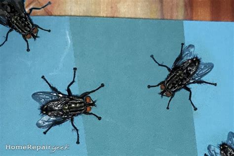 Get Rid of Attic Flies or Cluster Flies: 5 Best Ways
