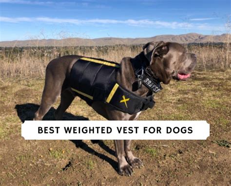 Best Weighted Vest for Dogs (2023) - Top 6 Picks! - We Love Doodles