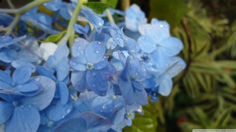 Blue Hydrangea Wallpaper - WallpaperSafari