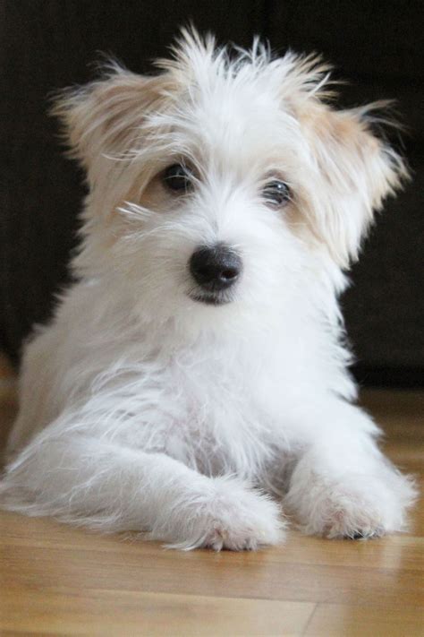 18 Adorable Mixed Breed Dogs You'll Fall in Love With | Mixed breed dogs, Terrier mix breeds ...