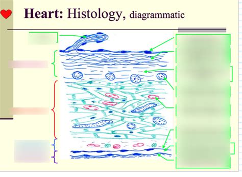 SGU SVM HISTOLOGY: Heart, Blood Diagram | Quizlet