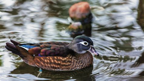 Wood Duck Hen by Bill Tiepelman