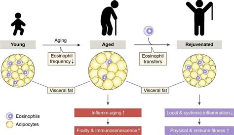 Age-related impairments reversed in animal model