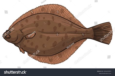 Vector Illustration Flounder Flatfish Isolated On Stock Vector (Royalty ...