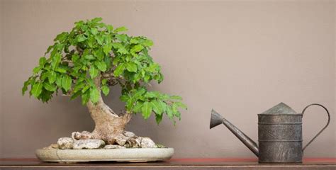 Tushi Bonsai: Watering a Bonsai Tree