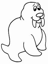 Walrus Coloring Clip Pages Clipart Printable Animals Kids Cliparts  sketch template