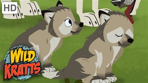 Wild Kratts | CUTE Animals Pt. 3| DANGEROUS Animals - YouTube
