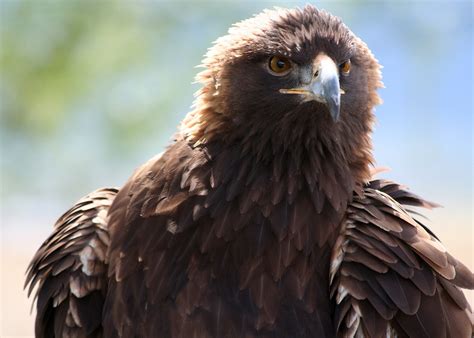 4618_golden_eagle_face_munsel_odfw | -Photo by Kathy Munsel,… | Flickr