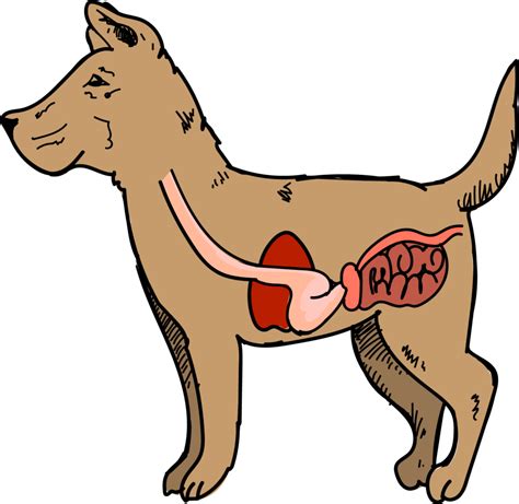 The Dog Digestive System | Lucy Pet | The Pet Show with Warren Eckstein