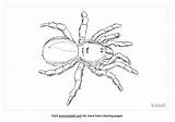 Free Trapdoor Spider Coloring Page  Printables Kidadl sketch template