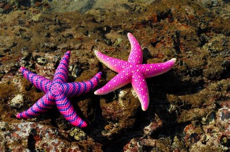 Interesting Facts About Pretty Starfish - World inside pictures