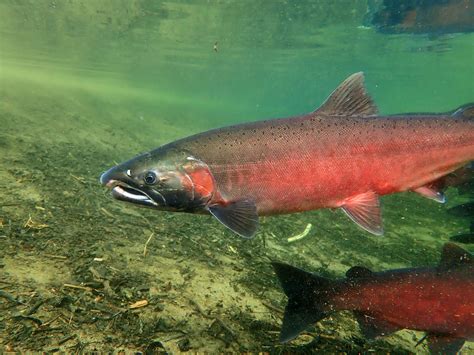 100-Year-Old Dam Removed From San Geronimo Creek in Marin for Salmon Migration