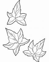 Ivy Archives  ColouringPages sketch template