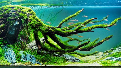 Aquascape Wallpapers Aquascape Tropical Fish | The Best Porn Website