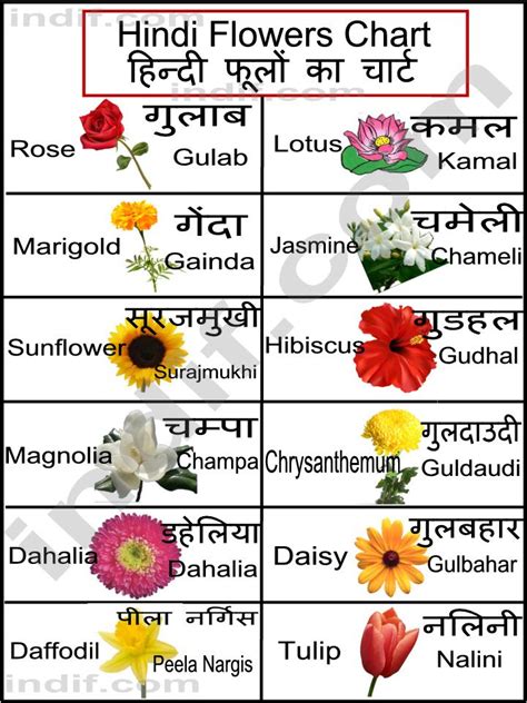 MD TANVIR ALAM: flower name