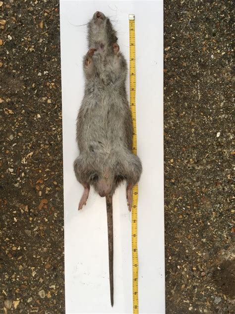 Horrified pest control expert claims he has killed Britain's biggest ...