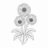 Gerber Daisy Coloring Page sketch template