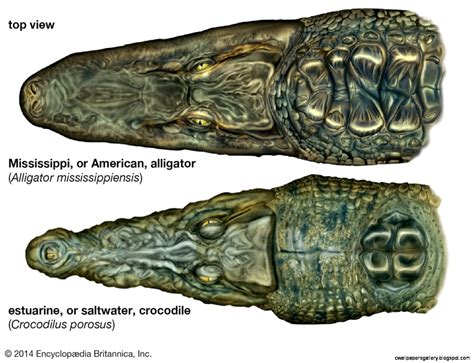 Crocodile Vs Alligator | Wallpapers Gallery