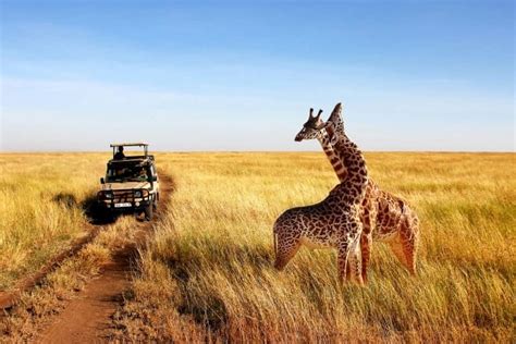 Kenya Safari Facts | Kenya wildlife Safari | Kenya Tours | Kenya