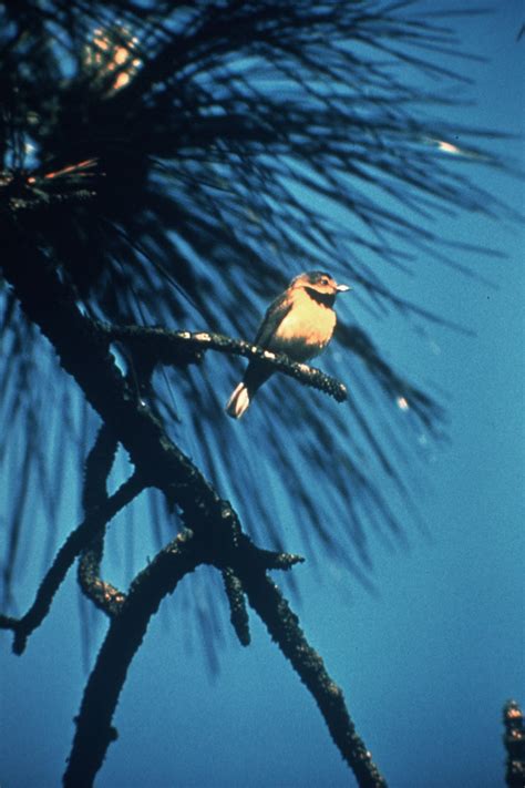 Earth and Space News: Vermivora bachmanii: Last Seen in 1988 Bachman's Warbler Perhaps in Cuba 2002