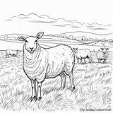 Sheep Coloring Pages  Free & Printable sketch template