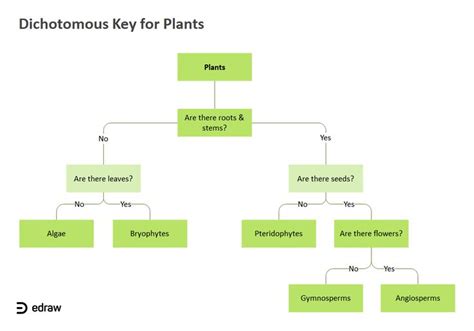 Dichotomous Key for Plants | EdrawMax Editable Template | Dichotomous key, Templates, Key