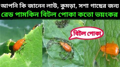 লাউ,কুমড়া, সশা গাছে রেট পামকিন বিটল পোকা থেকে বাঁচার উপায়,Red pumpkin beetle on gourd,cucumber ...