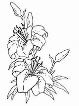 Color By Number lily flower coloring Pages  Orangeress sketch template