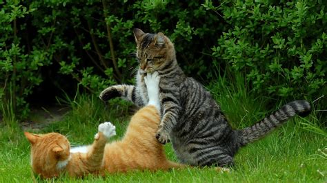 Fight between two cats in grass - Animals wallpaper