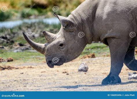 Close Up of the Face of a Rhino Stock Photo - Image of rhinoceros, head: 106093496