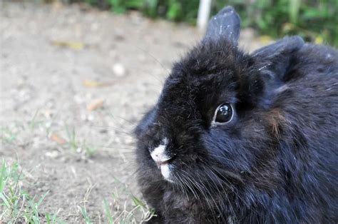 12 Black Rabbit Breeds - Four Paw City