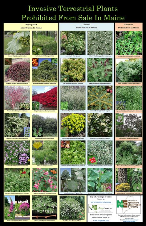 Invasive Plant Species List