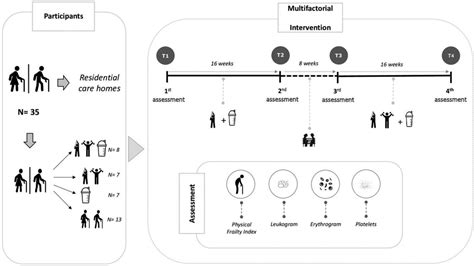 Frontiers | Empowering frail older adults: multicomponent elastic-band ...