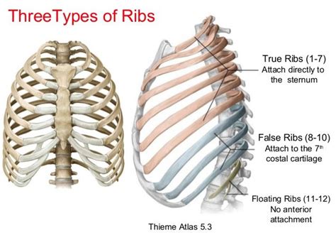 Pin by Tatjana on human biology | Medical anatomy, Anatomy bones, Basic ...