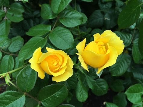 Free Image on Pixabay - Yellow Rose, Rose Bush, Bush | Yellow roses ...