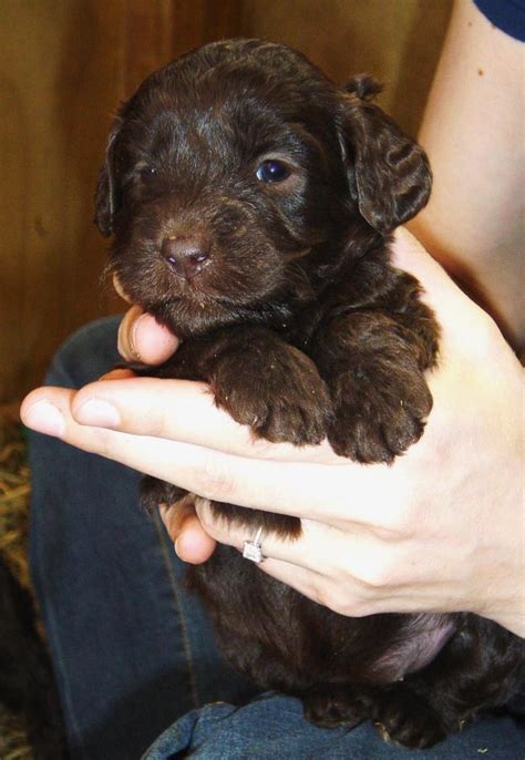 17 Best images about Labradoodles - Labrador cross Poodle on Pinterest ...