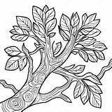 Detailed Tree Branch Coloring Page 50982 40818 sketch template