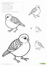 Coloring Pages  quail sketch template