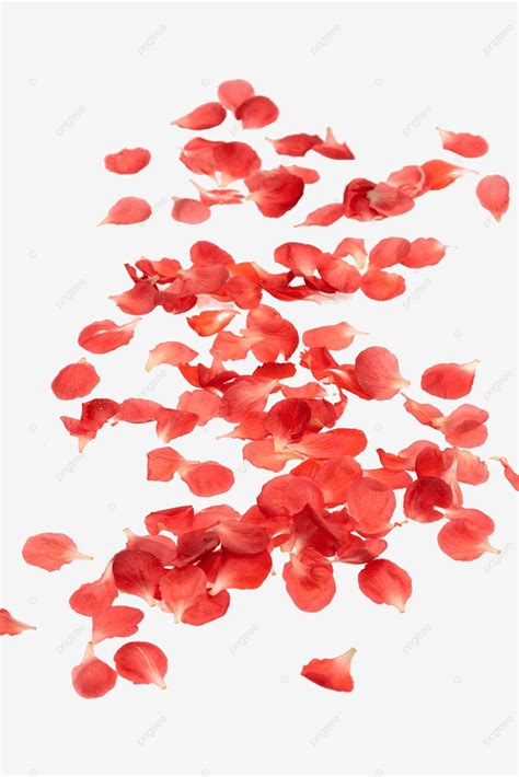 Plum Petals White Transparent, Red Plum Petals, Red Plum, Wintersweet ...