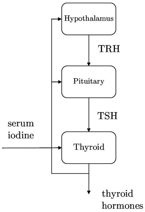 The hypothalamus-pituitary-thyroid (HPT) axis. The thyroid receives a... | Download Scientific ...