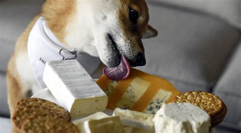 5 Super Cheesy Cheese-tastic Dog Treat Recipes | The Dog People by Rover.com